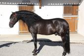 ALIADO IV, ÉTALON NOIR A LA SAILLIE