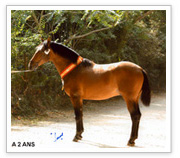Chevaux de pure race espagnole
