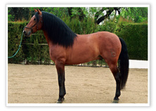 COLOMBIANO X de l'élevage de Ronchail