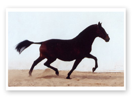 zancaronera