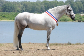 RÉSULTATS DU CHAMPIONNAT DE FRANCE 2011 (BEAUCAIRE)