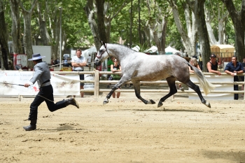 La descendance de QUEMADOR.ER sur les podiums au Championnat de France à Beaucaire.