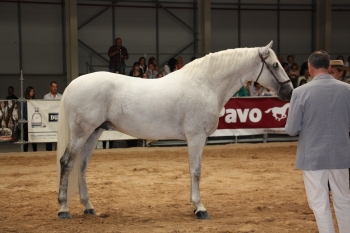 CONCOURS DE LERIDA EN ESPAGNE