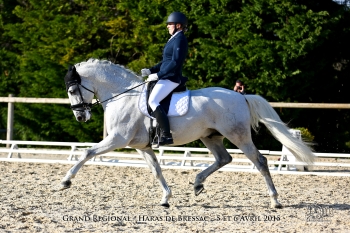 BON DEBUT DE SAISON 2017 SUR LES CONCOURS DE DRESSAGE