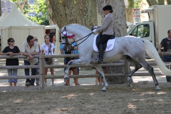 LA CONSÉCRATION POUR L'ELEVAGE RONCHAIL AU CHAMPIONNAT DE FRANCE 2012 A BEAUCAIRE