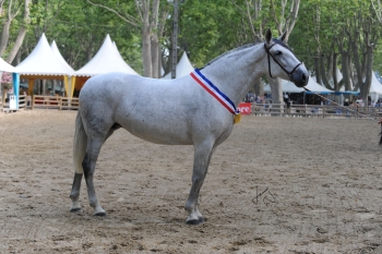 RÉSULTATS DU CHAMPIONNAT DE FRANCE 2010 (BEAUCAIRE)