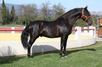 2EME ÉTALON NOIR A L'ELEVAGE RONCHAIL